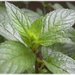 Mentha Piperita (Peppermint) Leaf