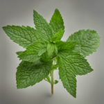 Mentha Piperita Leaf