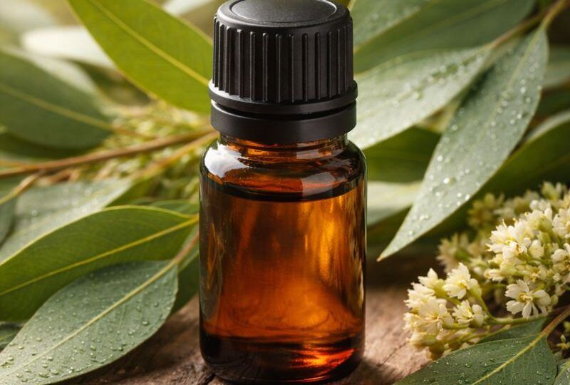Eucalyptus Radiata Essential Oil