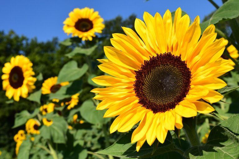 Helianthus Annuus