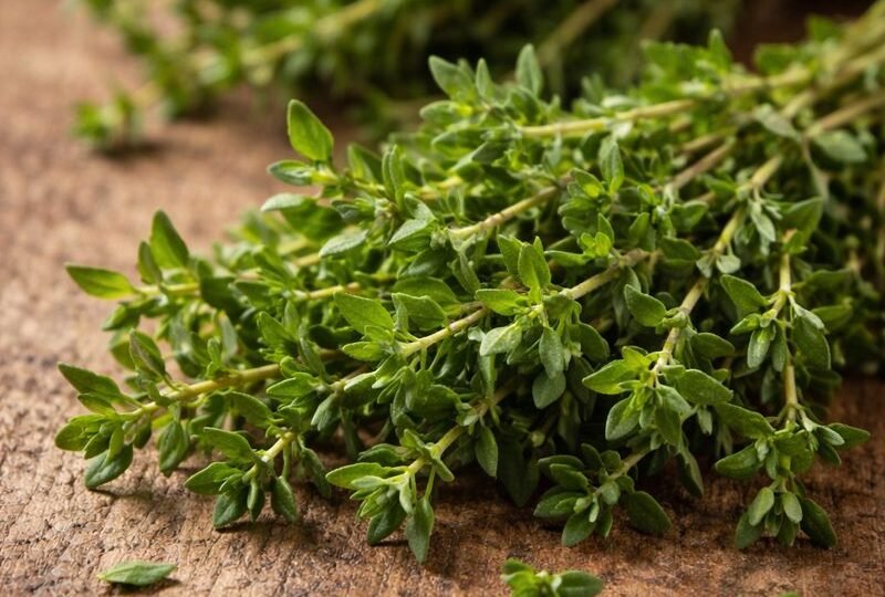 Thymus Vulgaris